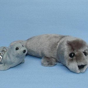 Grey Seal / Kegelrobbe/ 
Gr Sl, 12 cm,  20 cm
